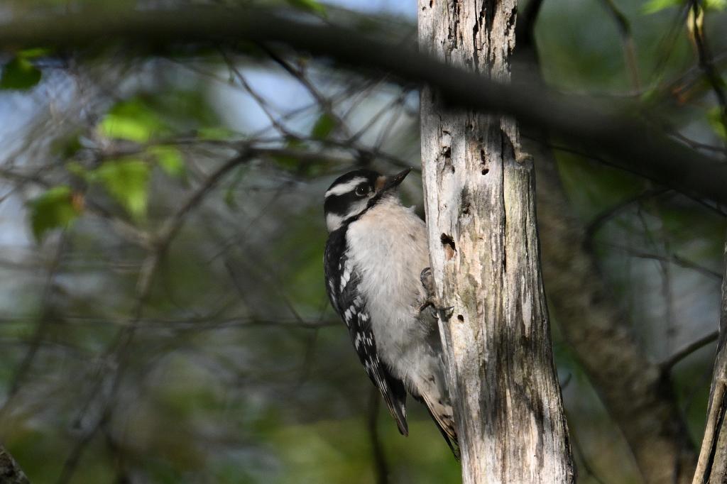 Woodpecker, Downy, 2025-05087670 Parker River NWR, MA.JPG - Downy Woodpecker. Parker River National Wildlife Refuge, MA, 5-8-2025